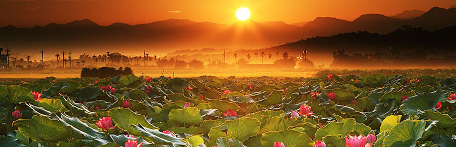 Lotus Flower, Vietnam's National Flower, a symbol of purity for the beauty grown out of mud fourth image